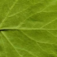 motif de feuilles de plantes naturelles photo