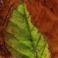 motif de feuilles de plantes naturelles photo