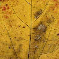 motif de feuilles de plantes naturelles photo