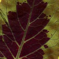 motif de feuilles de plantes naturelles photo