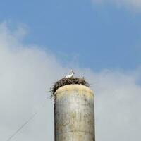 cigogne sur une toit de le l'eau la tour photo