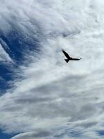 Aigle en volant dans le nuageux ciel photo