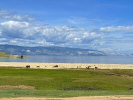 vaches graissage près Lac baïkal, Russie photo