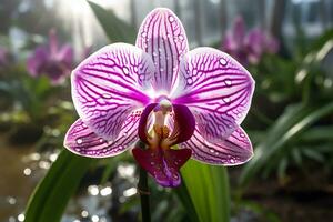 ai génératif photo de orchidée fleur dans une transcendant botanique jardin