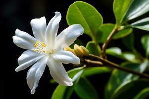 ai génératif photo de jasmin fleur dans une transcendant botanique jardin