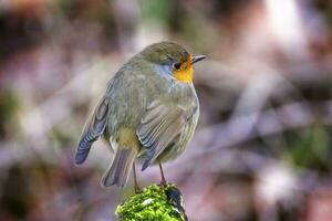 européen rouge-gorge, erithacus rubécule, ou Robin rouge-gorge, perché sur une branche photo