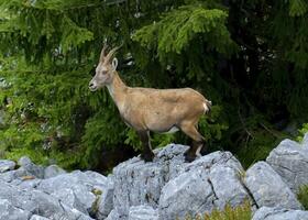 femelle sauvage alpin, Capra ibex, ou Steinbock photo