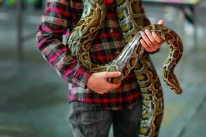 fermer de garçons mains bénévole montrant une serpent à une enfant et location sa toucher le serpent en portant une Royal Balle python photo