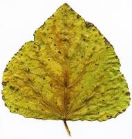macro de feuilles de plantes naturelles photo