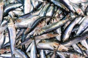 nourriture pour poissons dans un stand de marché aux poissons photo