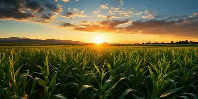 le coucher du soleil plus de une blé champ avec montagnes dans le Contexte. agricole paysage ai généré photo