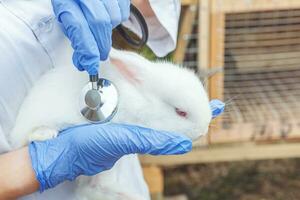 femme vétérinaire avec stéthoscope tenant et examinant le lapin sur fond de ranch se bouchent. lapin dans les mains du vétérinaire pour un contrôle dans une ferme écologique naturelle. concept de soin des animaux et d'agriculture écologique. photo