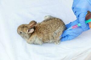 femme vétérinaire avec seringue tenant et injectant du lapin sur fond de ranch en gros plan. lapin dans les mains du vétérinaire pour la vaccination dans une ferme écologique naturelle. concept de soin des animaux et d'agriculture écologique. photo