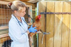 heureuse jeune femme vétérinaire avec stéthoscope tenant et examinant le poulet sur fond de ranch. poule dans les mains du vétérinaire pour un contrôle dans une ferme écologique naturelle. concept de soin des animaux et d'agriculture écologique. photo