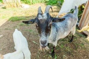 chèvre mignonne relaxante dans la ferme du ranch en été. chèvres domestiques broutant dans les pâturages et mâchant, fond de campagne. chèvre dans une ferme écologique naturelle poussant pour donner du lait et du fromage. photo