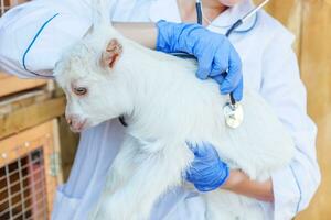 vétérinaire femme avec stéthoscope en portant et examiner chèvre enfant sur ranch Contexte. Jeune plaisirs avec vétérinaire mains pour vérifier en haut dans Naturel éco cultiver. animal se soucier et écologique agriculture concept. photo