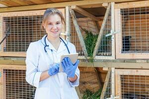 femme vétérinaire avec ordinateur tablette vérifiant l'état de santé des animaux sur fond de ranch de grange. un médecin vétérinaire vérifie le lapin dans une ferme écologique naturelle. concept de soins aux animaux et d'élevage écologique. photo