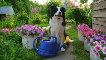 portrait en plein air d'un mignon chien border collie tenant un arrosoir dans la bouche sur fond de jardin. chiot drôle comme jardinier allant chercher un arrosoir pour l'irrigation. concept de jardinage et d'agriculture. photo