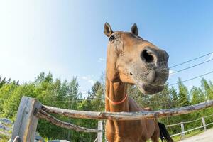 hippodrome concept. moderne animal bétail. marron cheval étalons dans stalle relaxant dans formation corral, ferme campagne Contexte. cheval dans paddock corral Extérieur. cheval dans Naturel éco cultiver. photo