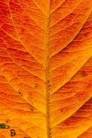 gros plan automne automne texture macro extrême vue de feuille de bois orange rouge feuille d'arbre lueur dans le fond du soleil. fond d'écran nature inspirant octobre ou septembre. concept de changement de saisons. photo