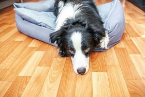 rester à la maison. drôle de portrait de chiot souriant border collie allongé dans un lit de chien à l'intérieur. nouveau membre charmant de la famille petit chien à la maison regardant et attendant. soins aux animaux de compagnie et concept de quarantaine de la vie animale. photo