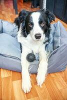 rester à la maison. drôle de portrait de chiot souriant border collie allongé dans un lit de chien à l'intérieur. nouveau membre charmant de la famille petit chien à la maison regardant et attendant. soins aux animaux de compagnie et concept de quarantaine de la vie animale. photo