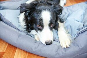 rester à la maison. drôle de portrait de chiot souriant border collie allongé dans un lit de chien à l'intérieur. nouveau membre charmant de la famille petit chien à la maison regardant et attendant. soins aux animaux de compagnie et concept de quarantaine de la vie animale. photo