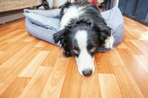 rester à la maison. drôle de portrait de chiot souriant border collie allongé dans un lit de chien à l'intérieur. nouveau membre charmant de la famille petit chien à la maison regardant et attendant. soins aux animaux de compagnie et concept de quarantaine de la vie animale. photo