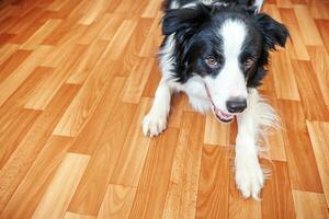 rester à la maison. drôle de portrait de chiot souriant border collie allongé sur le sol à l'intérieur. nouveau membre charmant de la famille petit chien à la maison regardant et attendant. soins aux animaux de compagnie et concept de quarantaine de la vie animale. photo