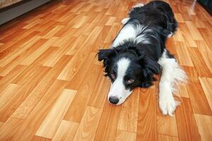 rester à la maison. drôle de portrait de chiot souriant border collie allongé sur le sol à l'intérieur. nouveau membre charmant de la famille petit chien à la maison regardant et attendant. soins aux animaux de compagnie et concept de quarantaine de la vie animale. photo