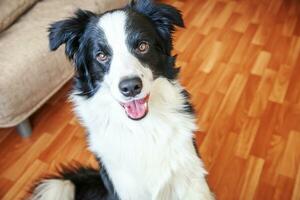 rester à la maison. portrait drôle de chiot souriant border collie assis sur le sol à l'intérieur. nouveau membre adorable de la famille petit chien à la maison regardant et attendant. soins aux animaux de compagnie et concept de quarantaine de la vie animale. photo