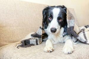 rester à la maison. portrait drôle de chiot border collie allongé sur un canapé sous un plaid à l'intérieur. nouveau membre charmant de la famille petit chien à la maison se réchauffant sous une couverture. concept de quarantaine de la vie animale pour les soins des animaux de compagnie. photo