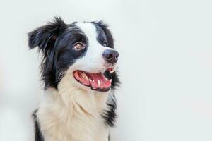 drôle de portrait en studio de mignon chiot souriant border collie isolé sur fond blanc. nouveau membre charmant de la famille petit chien regardant et attendant une récompense. concept de soins pour animaux de compagnie et d'animaux. photo