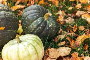 fond automnal. citrouilles d'automne d'automne sur les feuilles d'automne séchées fond de jardin en plein air. octobre septembre fond d'écran changement de saisons concept d'aliments biologiques mûrs fête d'halloween jour de thanksgiving. photo