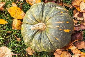 fond automnal. citrouille d'automne automne sur feuilles d'automne séchées fond de jardin en plein air. octobre septembre fond d'écran changement de saisons concept d'aliments biologiques mûrs fête d'halloween jour de thanksgiving. photo