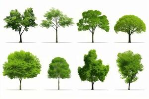 une collection de différent les types de des arbres. génératif ai photo