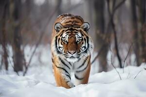 une tigre en marchant par le neige dans le les bois. génératif ai photo