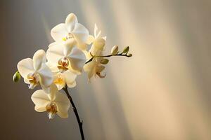 magnifique orchidée fleurs Vide espace arrière-plan, ai génératif photo