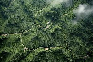 café plantations de Sud Amérique avec une horizon avec montagnes dans le Contexte ,génératif ai photo