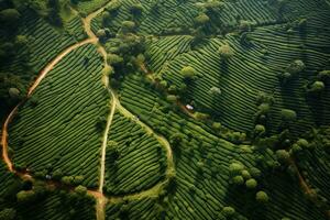 café plantations de Sud Amérique avec une horizon avec montagnes dans le Contexte ,génératif ai photo