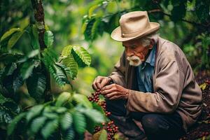 vieux homme Sud Amérique agriculteur cueillette café des haricots à ferme ,génératif ai photo