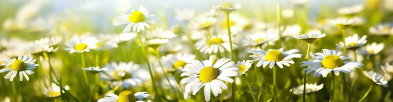 camomille fleur pour une bannière. génératif ai photo