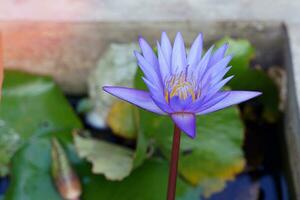 violet lotus fleur dans le lotus bassin planté à décorer le lieu, fleur jardin, maison.soft et sélectif se concentrer. photo