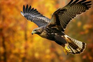 une faucon avec une noir queue et Jaune marquages voler photo