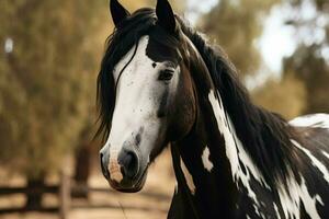 une cheval avec une noir crinière et blanc marquages sur je photo
