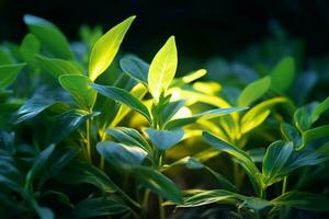 une plante avec vert feuilles et Jaune lumière brillant photo