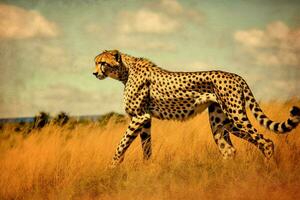 guépard traquer à champ photo