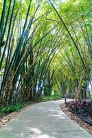 passerelle avec jardin de bambous dans le parc photo