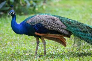 paon marchant dans le jardin photo