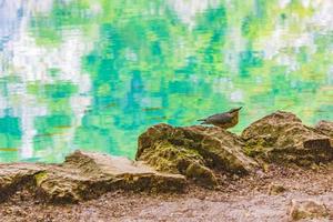 parc national des lacs de plitvice croatie oiseau et eau turquoise claire. photo